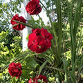 True Red Ivy Geranium Cuttings – 5 Live Pelargonium Plant Starters for Hanging Baskets & Containers | Trailing Flowering Perennial
