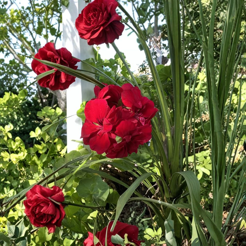 True Red Ivy Geranium Cuttings – 5 Live Pelargonium Plant Starters for Hanging Baskets & Containers | Trailing Flowering Perennial