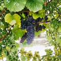 Thomcord Seedless Grape Cuttings – Vitis vinifera x labrusca, 5 pcs, DIY Propagation, Sweet Table Grape, Easy to Root, Backyard Garden