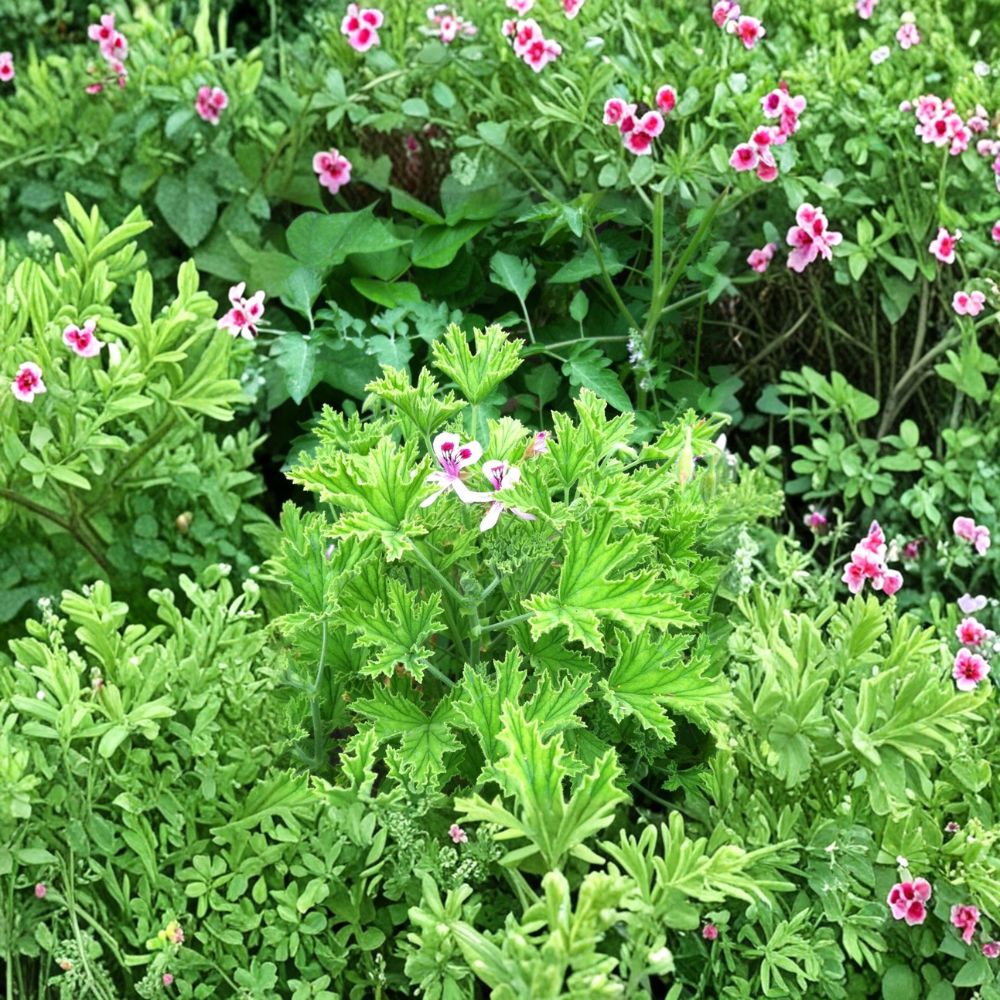 Van Leeni Citrosa Mosquito Plant Plug – Fragrant Pelargonium citrosum ‘Van Leenii’ Starter for Patio & Container