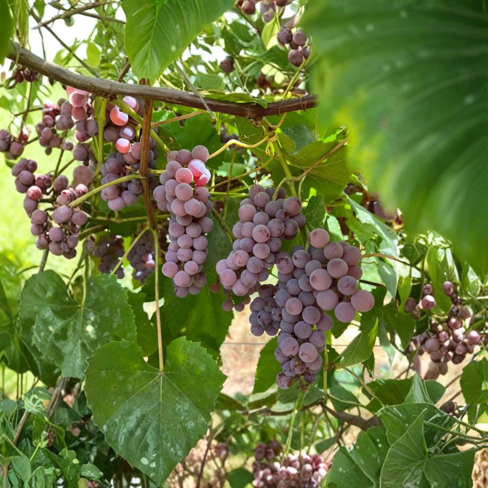 Delaware Grape Cuttings 5 Pack | Vitis labrusca Hybrid | Pink Table Grape | Home Vineyard Propagation