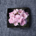 Geranium Seeds – Maverick Appleblossom Pink & White Pelargonium for Pots & Gardens, 10 Seeds