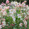 Aztec Nicotiana Seeds | Night Fragrant Jasmine Scented Flowers | Ornamental Flowering Tobacco | Nicotiana alata | 200 Seeds