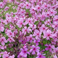 Canary Island Pelargonium Seeds – Exotic Palmatum Geranium Flower Seeds for Gardens & Containers