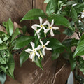 Star Jasmine Cuttings Set of 7 | Unrooted Live Climbing Vines | Fragrant White Flowers | Trachelospermum jasminoides