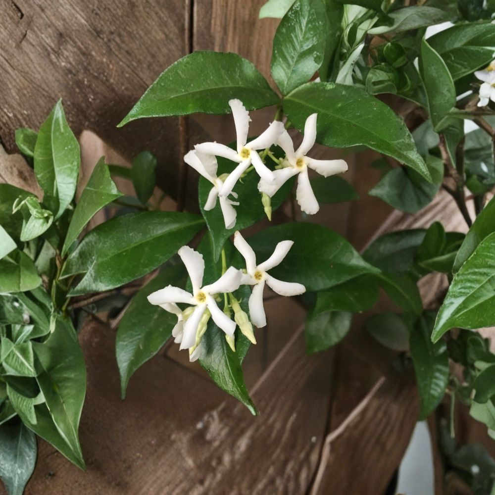 Star Jasmine Cuttings Set of 7 | Unrooted Live Climbing Vines | Fragrant White Flowers | Trachelospermum jasminoides