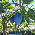 Long John European Plum Tree Live Plant | Sweet Freestone Prune Plum | Blue Purple Fruit Tree | Prunus domestica