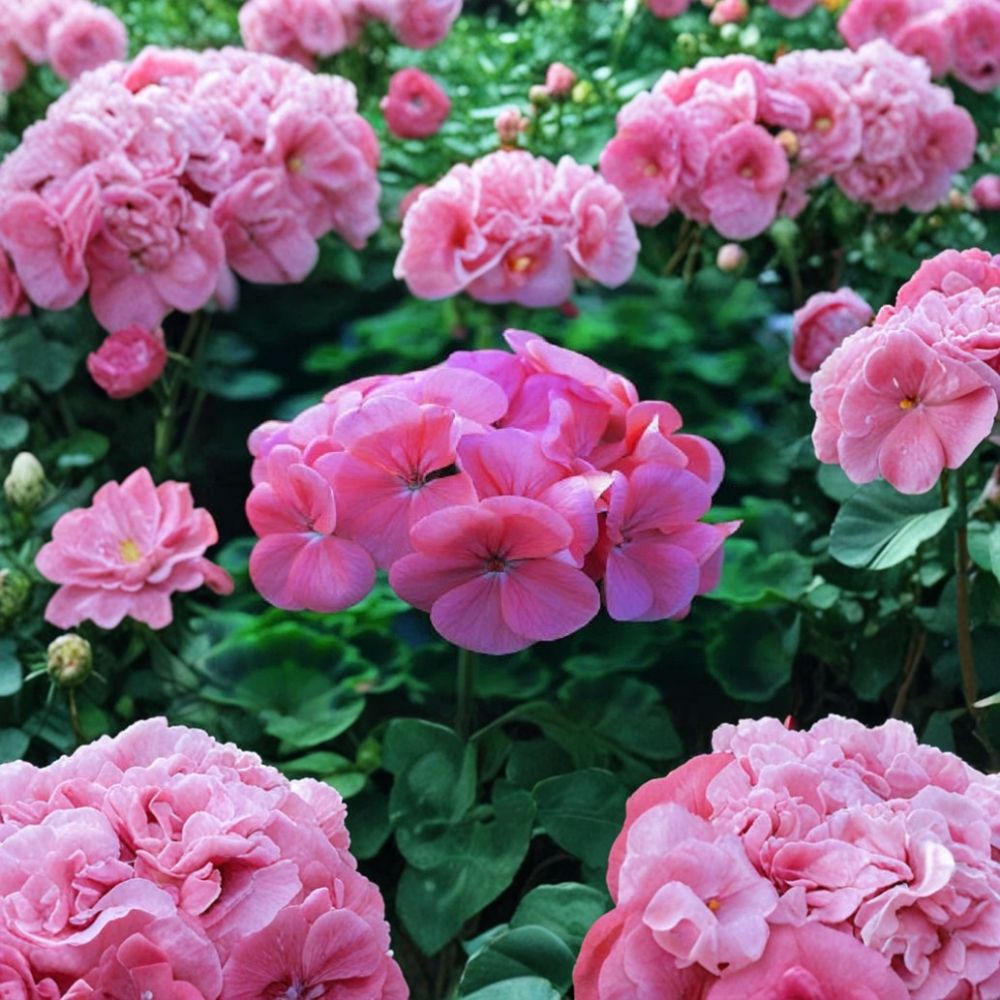 Saturn Deep Salmon Geranium Seeds – Pelargonium × hortorum, Compact Zonal Flowering Plant for Patio & Garden