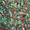 Roselow Crabapple Live Rooted Shrub – Flowering Wildlife Tree with Red Fruit, Pollinator Attractor, Malus Species, Zones 4–9