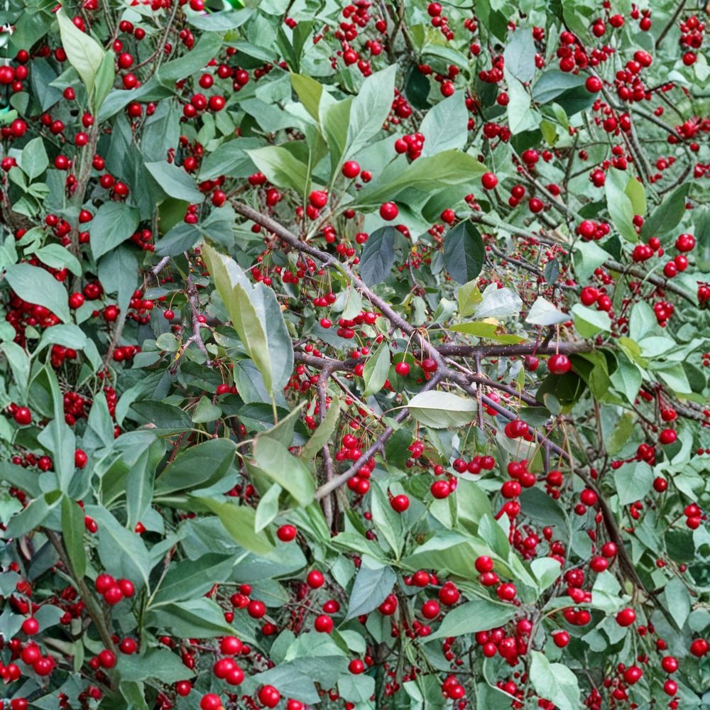 Roselow Crabapple Live Rooted Shrub – Flowering Wildlife Tree with Red Fruit, Pollinator Attractor, Malus Species, Zones 4–9