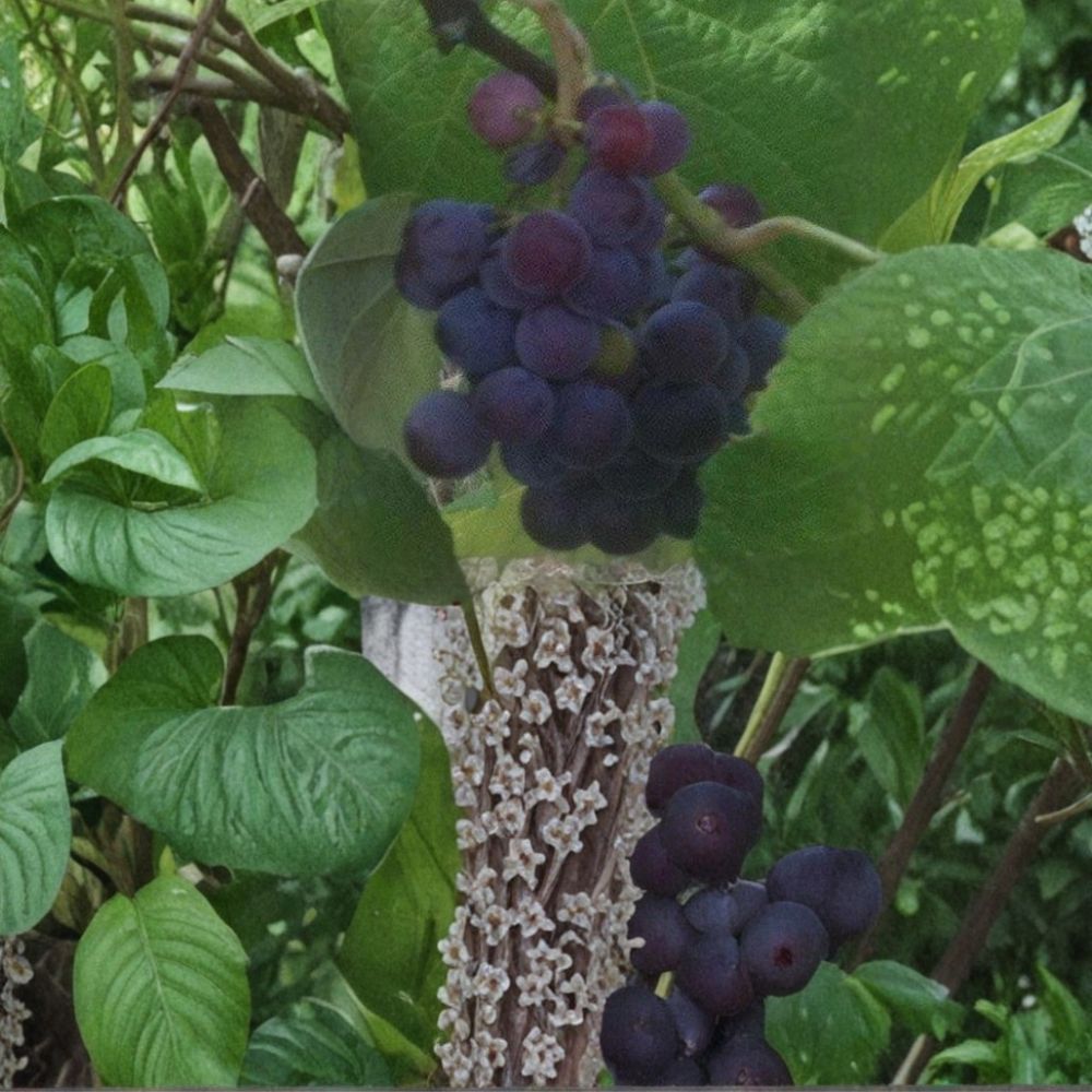 Saturn Blue Seedless Grape Vine – Live Fruit Plant, 3-Gallon, Self-Fertile Blue Seedless Grapes, Home Garden, Vitis 'Saturn Blue'
