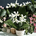 Jasmine Cuttings Mix – Organic Unrooted Pink & Star Jasmine Vines for Propagation, Fragrant Climbing Vines, Indoor Outdoor Garden