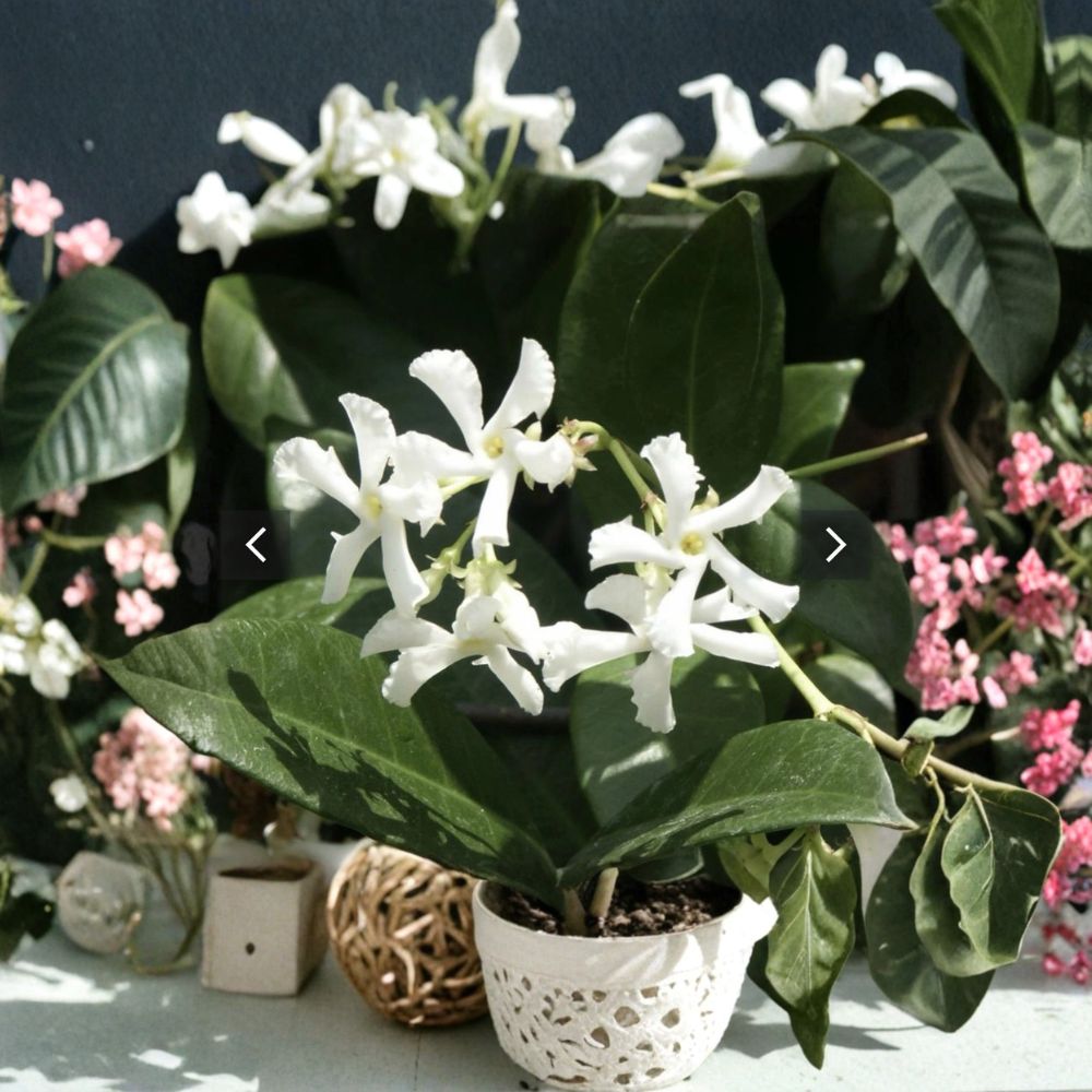 Jasmine Cuttings Mix – Organic Unrooted Pink & Star Jasmine Vines for Propagation, Fragrant Climbing Vines, Indoor Outdoor Garden