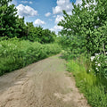 Austree Hybrid Willow Cuttings – 10 Inch Live Tree Clippings for Privacy Hedge & Windbreak | Salix spp.