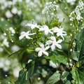 Star Jasmine Live Plant 4" Pot | Fragrant Evergreen Climbing Vine & Groundcover | Trachelospermum jasminoides