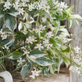 Variegated Confederate Jasmine Live Starter Plant | Fragrant Climbing Vine | Indoor & Outdoor | Trachelospermum jasminoides