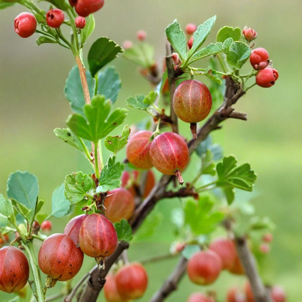 Jahns Prairie Gooseberry Live Rooted Plant | Edible Berry Shrub | Ribes uva-crispa | Cold Hardy Zones 3-8