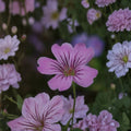 Geranium gracile Seeds – Hardy Pink Cranesbill Perennial Flower Seeds for Borders, Groundcover & Pollinator Gardens