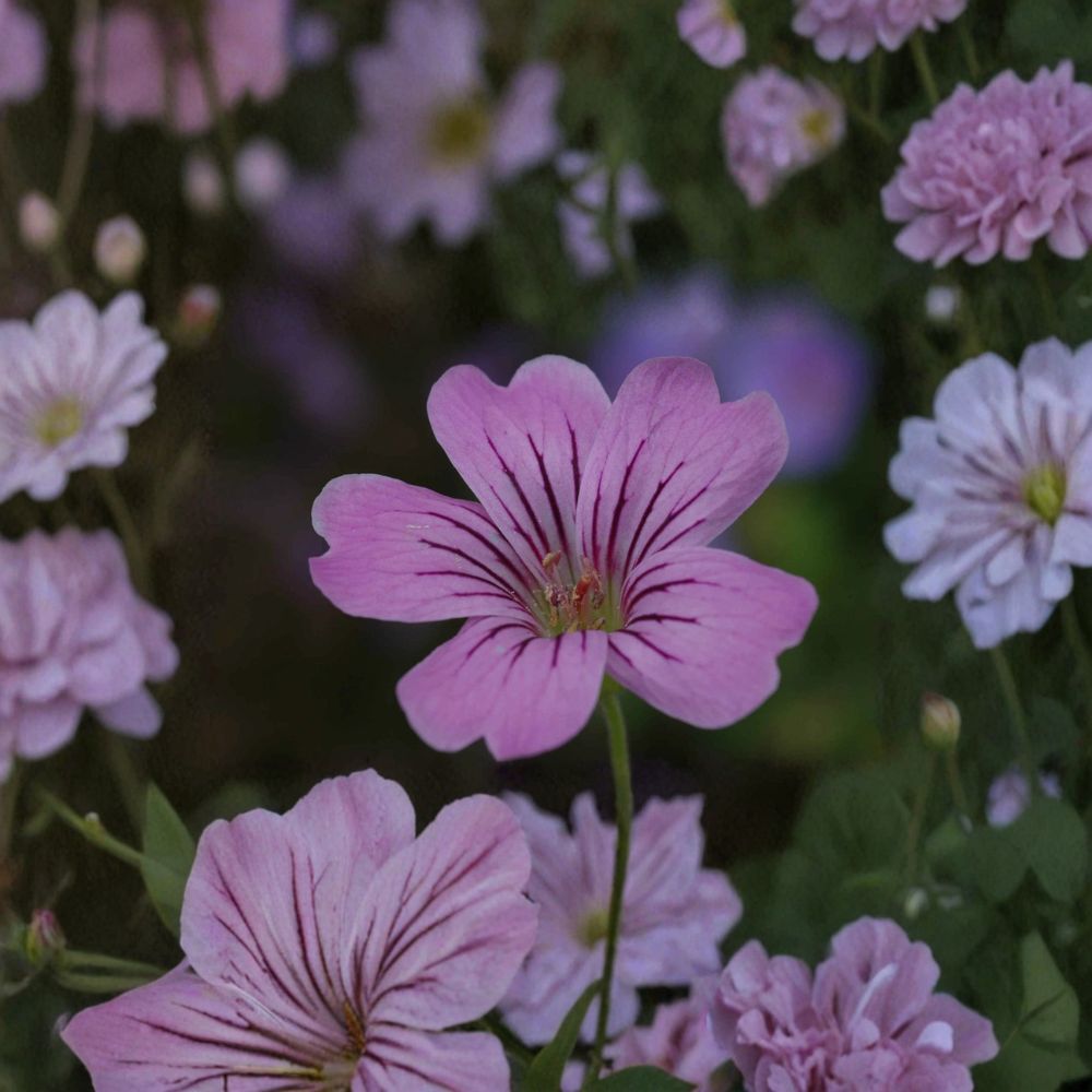 Geranium gracile Seeds – Hardy Pink Cranesbill Perennial Flower Seeds for Borders, Groundcover & Pollinator Gardens