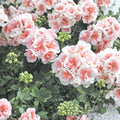 Pink & White Geranium Seeds – Hanging Basket Pelargonium Flower Seeds for Patio & Balcony, Easy to Grow, Perennial, Container Friendly