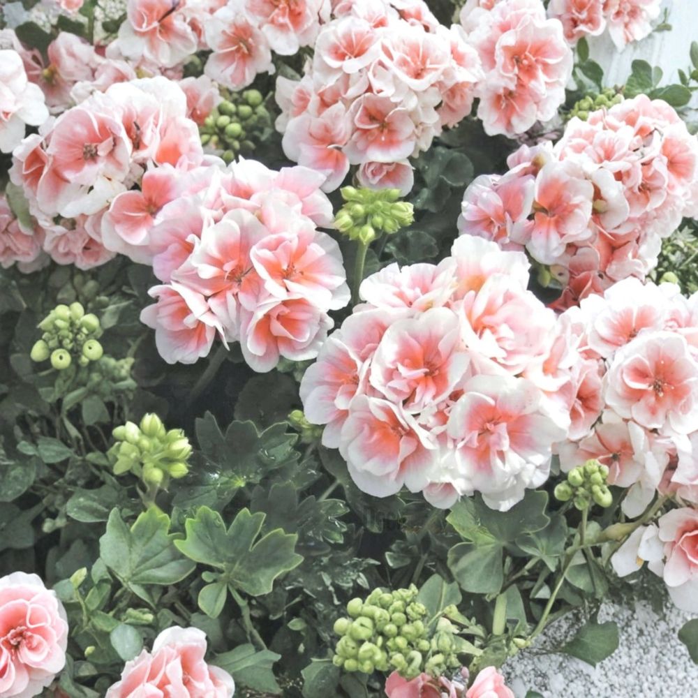 Pink & White Geranium Seeds – Hanging Basket Pelargonium Flower Seeds for Patio & Balcony, Easy to Grow, Perennial, Container Friendly