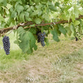 Black Manukka Seedless Grape Vine – Vitis vinifera Live Plant, 2 Gallon, Self-Fertile Edible Fruit Vine for Home Garden and Landscape