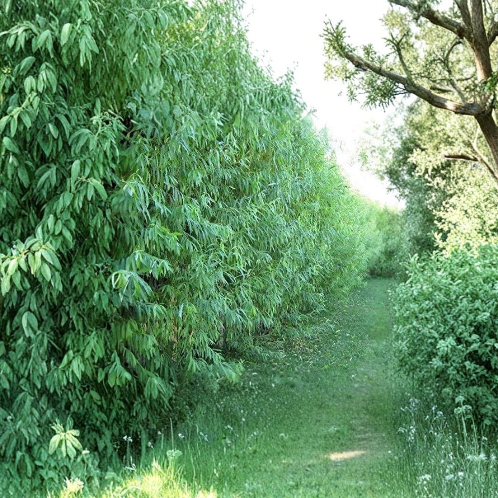 Hybrid Willow Trees 10 Pack | Austree Salix spp. Fast Growing Privacy & Shade Trees | Bare Root Starter Plants