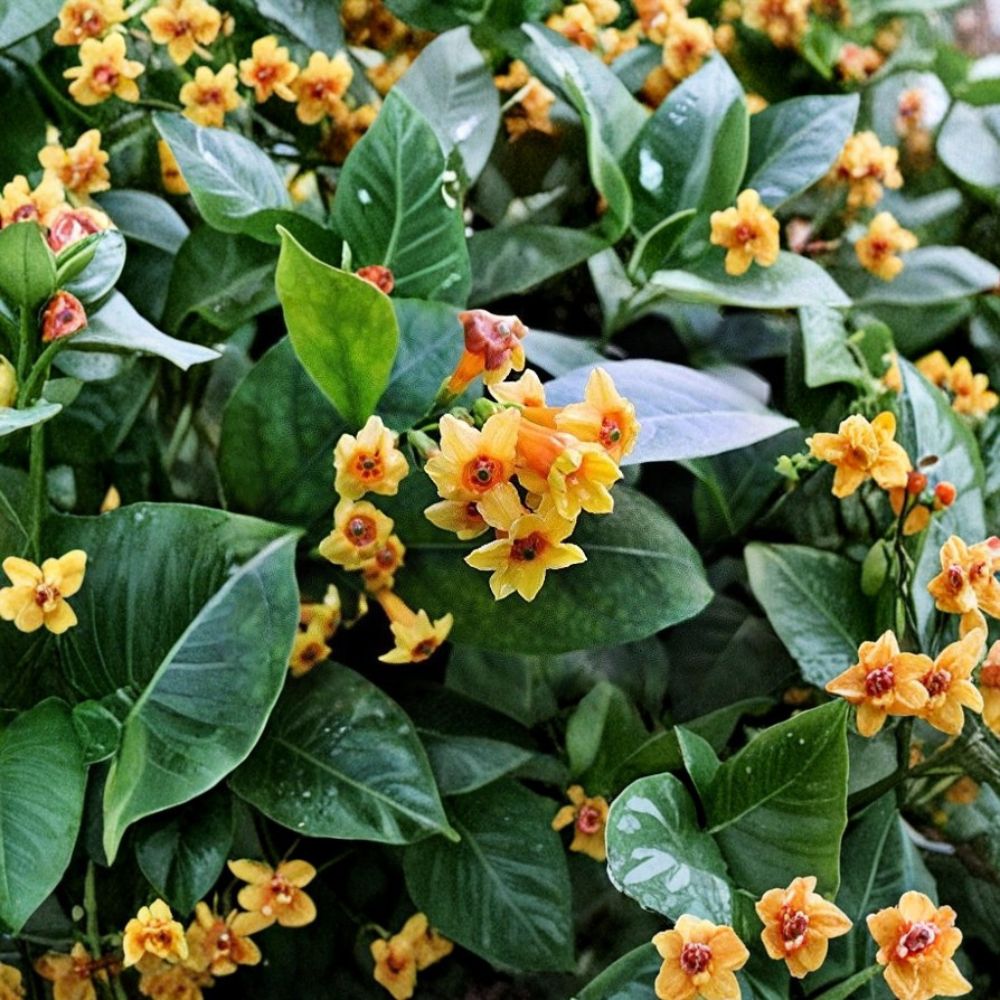 Orange Jasmine Live Plant Starter – Cestrum aurantiacum, 6-12 Inch Tropical Flowering Shrub, Hummingbird & Butterfly Attractant