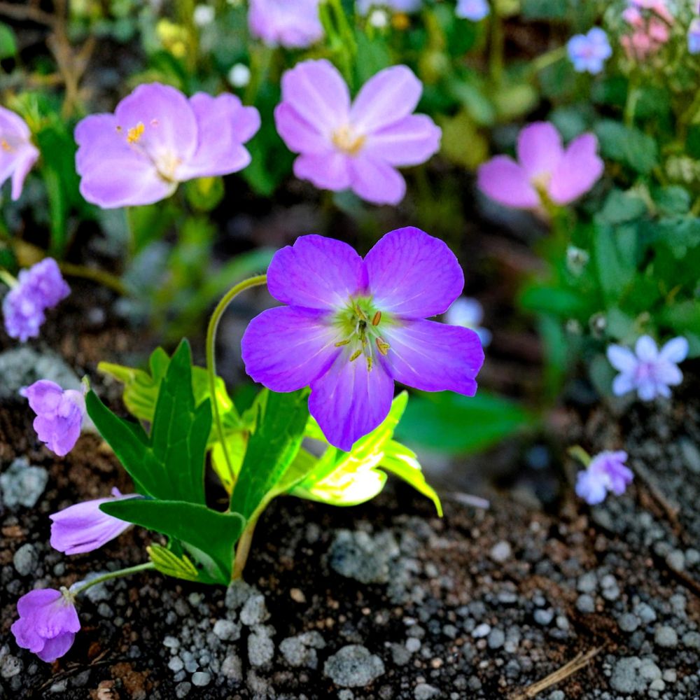 Oregon Geranium Seeds – Native Perennial Wildflower – Purple Cranesbill – Geranium oreganum for Shade Gardens & Pollinators