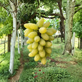Gold Finger Grape Plant | Vitis vinifera | Japanese Premium Sweet Table Grape | Potted Vine