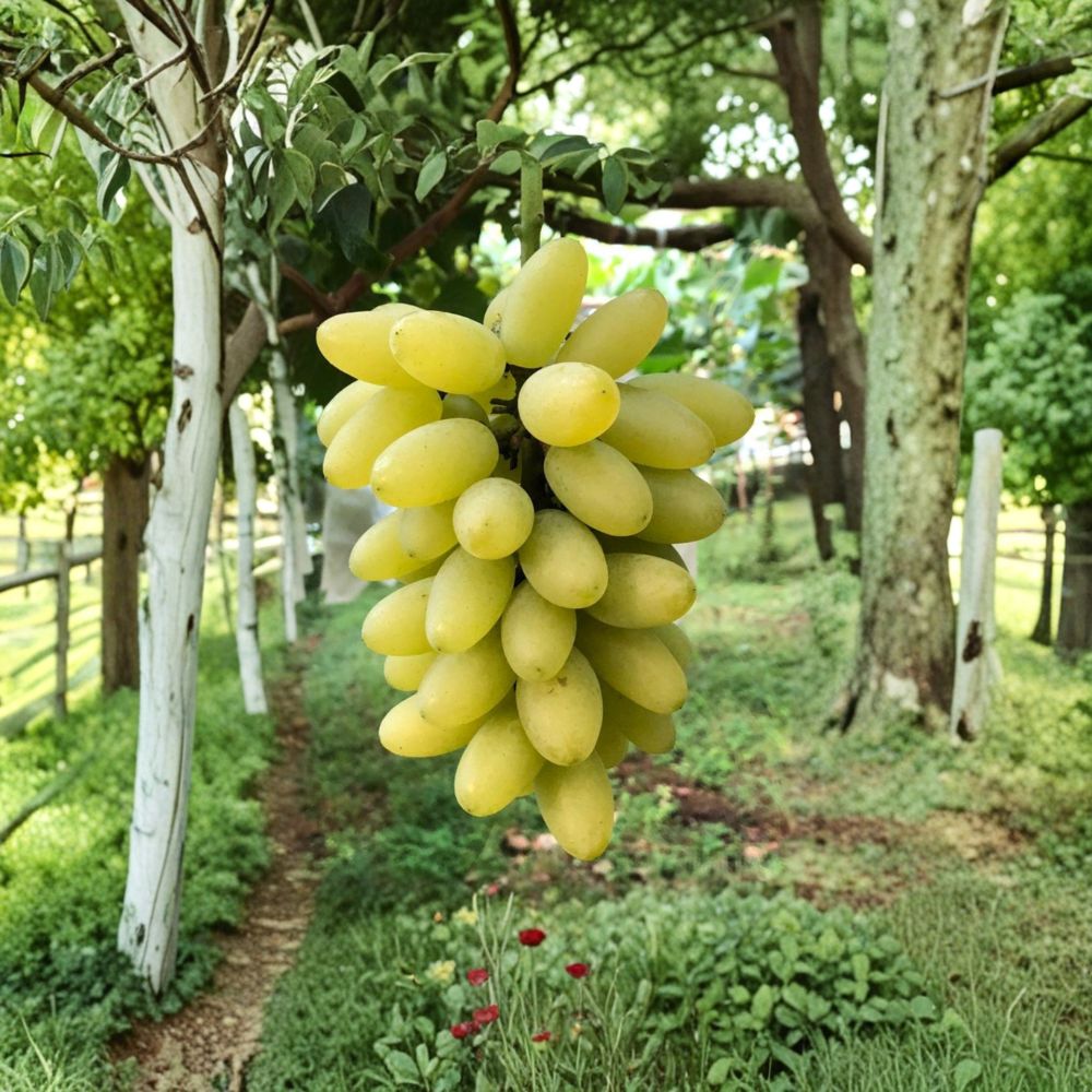 Gold Finger Grape Plant | Vitis vinifera | Japanese Premium Sweet Table Grape | Potted Vine