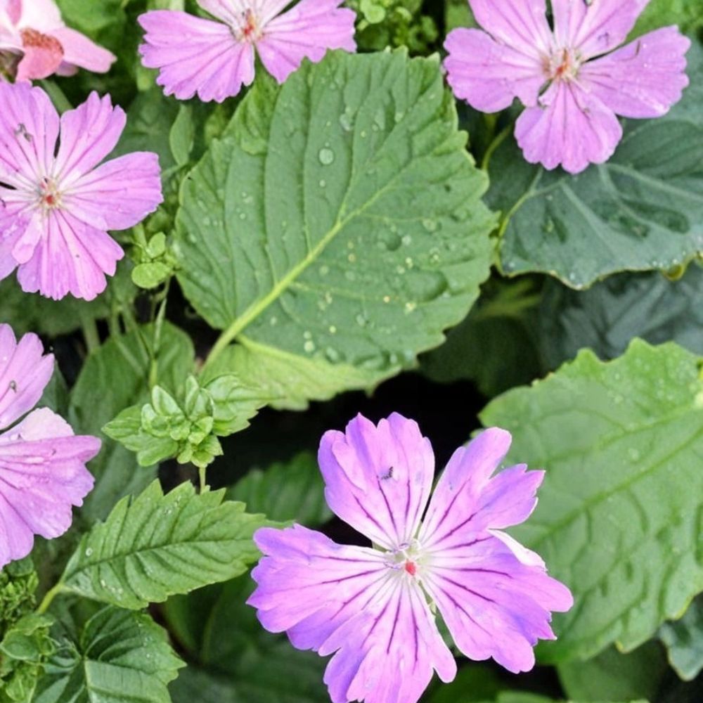 Geranium Seeds – Hexham Feathers Pelargonium Flower Seeds for Containers & Garden Beds, Colorful Blooms, Easy to Grow