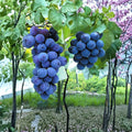 Kyoho Grape Cuttings 6 Pack | Japanese Large Purple Table Grapes | Sweet Muscat Flavor | Vitis labrusca × vinifera