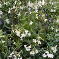 Nicotiana alata Seeds – Jasmine Flowering Tobacco – Night Fragrant Ornamental Plant – Easy Grow Annual