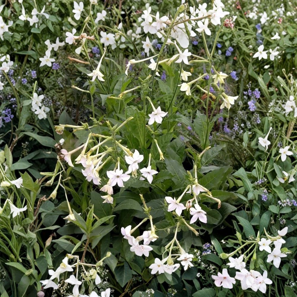 Nicotiana alata Seeds – Jasmine Flowering Tobacco – Night Fragrant Ornamental Plant – Easy Grow Annual