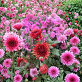Autumn Ruby Chrysanthemum Plants 2 Pack | Deep Red Blooms | Cold Hardy Perennial | Potted Fall Flowers for Garden & Patio