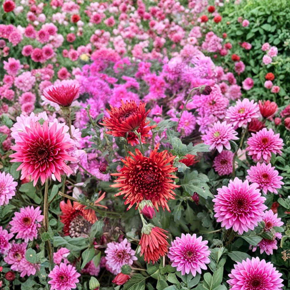 Autumn Ruby Chrysanthemum Plants 2 Pack | Deep Red Blooms | Cold Hardy Perennial | Potted Fall Flowers for Garden & Patio