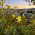 Winter Jasmine Live Plant – Rooted Cutting, Yellow Spring Flowers, Hardy Shrub Vine, Jasminum nudiflorum