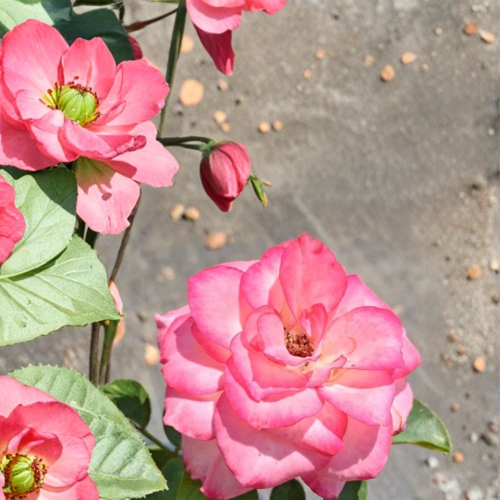 Nichole Everblooming Floribunda Rose Plant – 3 Gallon White Pink Blooms, Garden Shrub, Rosa 'Nichole'