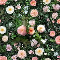 Apricot Drift Rose Plant – 3 Gallon Groundcover Shrub with Apricot Blooms, Disease Resistant Rosa 'Apricot Drift'
