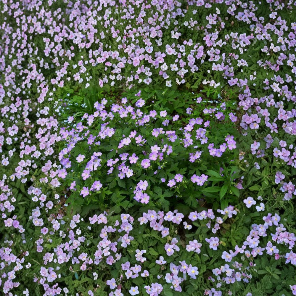 Wild Geranium Bare Roots – Geranium maculatum Native Woodland Plant, Pink Flowers, Shade Garden, Hardy Perennial, 5 Roots