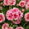 Pink Flame Geranium Starter Plant – Live Pelargonium Flowering Plant for Containers & Gardens with Vibrant Pink Blooms