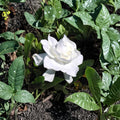 Gardenia Plant Set of 2 | 6 Inch Rooted Cuttings | Fragrant Cape Jasmine | Evergreen Shrubs | Gardenia jasminoides