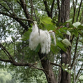 Cottonwood Tree Cuttings – Populus deltoides Native Shade & Privacy Tree – Fast Growing Live Plant Set of 2