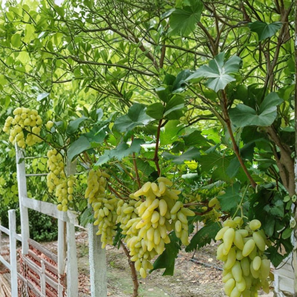 Gold Finger Grape Cuttings 5 pcs | Vitis vinifera Japanese Table Grape Propagation | Sweet Golden Fruit