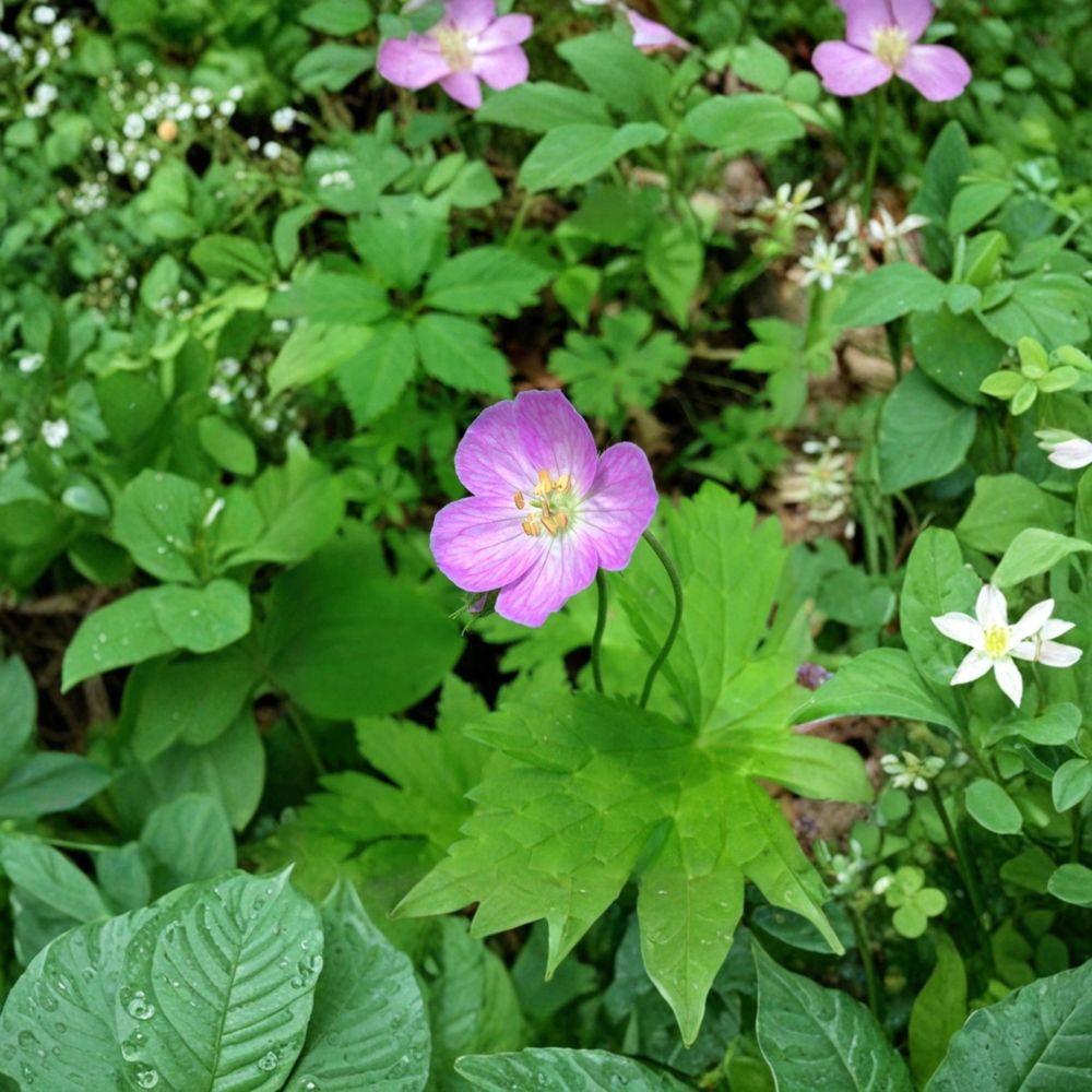 Wild Geranium Bare Roots – 3 Geranium maculatum Cranesbill Plants for Shade Gardens, Native Perennial, Pollinator-Friendly