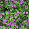 Wild Cranesbill Geranium Bare Roots – Organic Native Perennial with Purple Flowers, Geranium maculatum