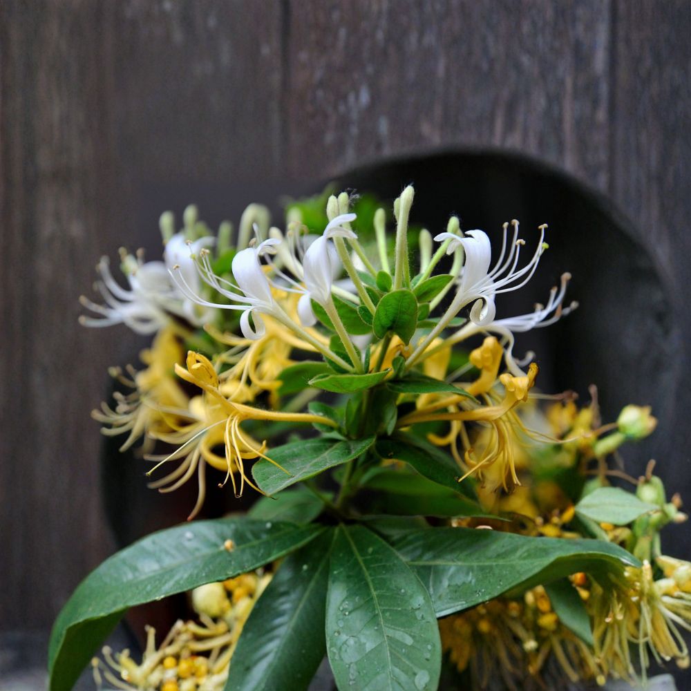 Japanese Honeysuckle Live Rooted Plant – Fragrant Climbing Vine, Lonicera japonica, Bonsai Friendly