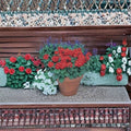 Geranium Seeds – Landscaper Red Pelargonium x hortorum – Scarlet Red Blooms – Compact Garden & Patio Plant Seeds