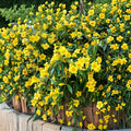 Carolina Jasmine Live Plant – Yellow Jessamine Vine, 4–6 Inch Starter, Fragrant Spring Flowering, Climbing Evergreen Gelsemium sempervirens